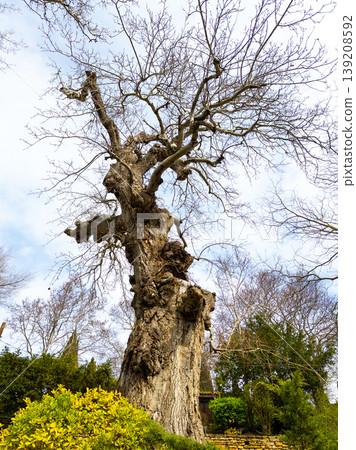 old monumental tree in a public park or botanical garden. old monumental tree in a public park or botanical garden. 139208592