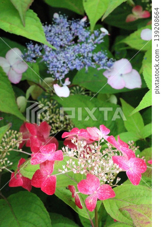 Hydrangea blooming in the rainy season 139208664
