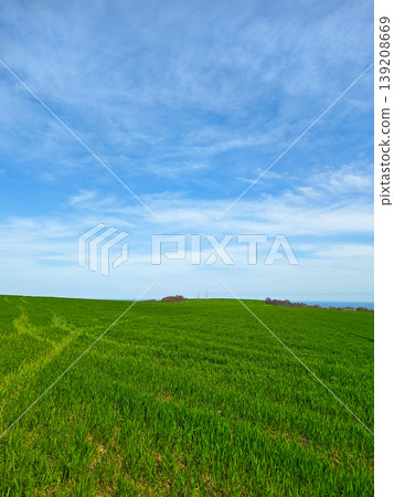 Vibrant green field under a clear blue sky in spring. Vibrant green field under a clear blue sky in spring. 139208669