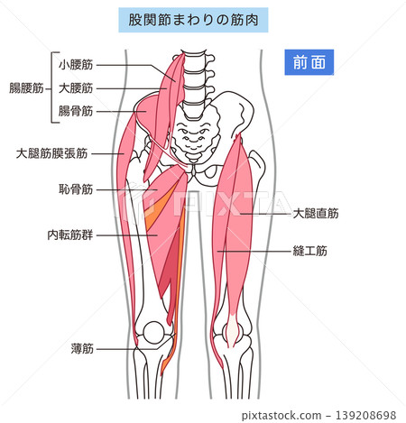 Muscles around the hip joint (anterior): Iliopsoas muscle, adductor muscles, rectus femoris muscle 139208698