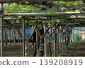 A man working in grape cultivation 139208919