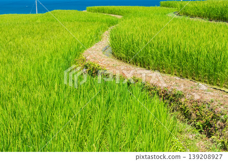 這張照片拍攝於京都府京丹後市丹後町出子，展現了沐浴在耀眼夏日陽光下的梯田。 139208927