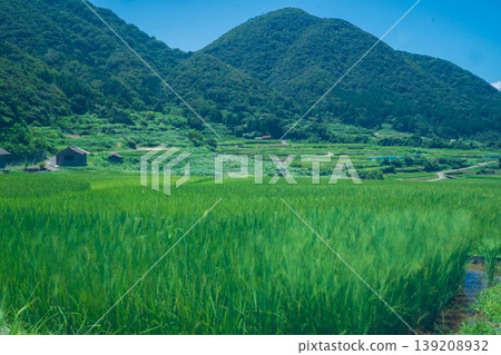 這張照片拍攝於京都府京丹後市丹後町出子，展現了沐浴在耀眼夏日陽光下的梯田。 139208932