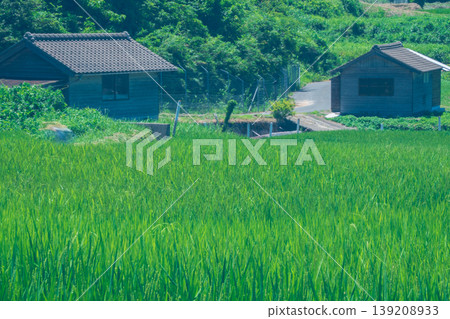 這張照片拍攝於京都府京丹後市丹後町出子，展現了沐浴在耀眼夏日陽光下的梯田。 139208933
