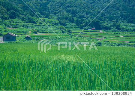這張照片拍攝於京都府京丹後市丹後町出子，展現了沐浴在耀眼夏日陽光下的梯田。 139208934