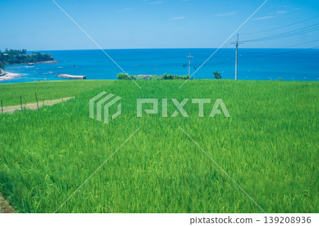 這張照片拍攝於京都府京丹後市丹後町出子，展現了沐浴在耀眼夏日陽光下的梯田。 139208936