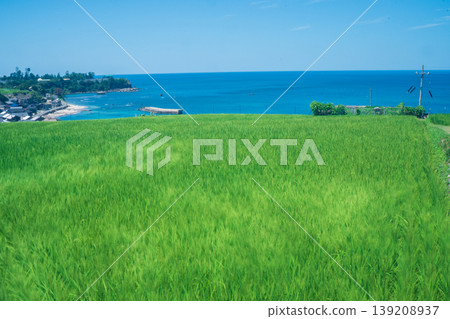 這張照片拍攝於京都府京丹後市丹後町出子，展現了沐浴在耀眼夏日陽光下的梯田。 139208937