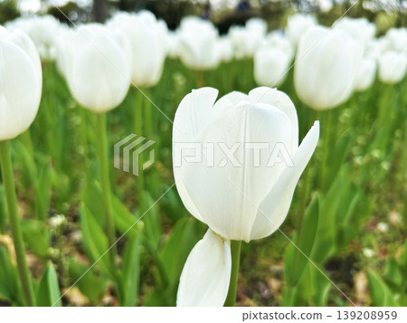 White tulip White tulip 139208959