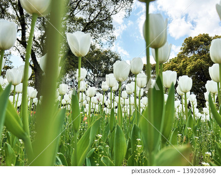 Pure white tulips Pure white tulips 139208960