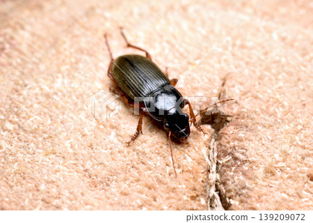 The ground beetle, also known as the earth beetle. 139209072