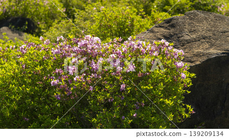 Hwangmaesan 139209134