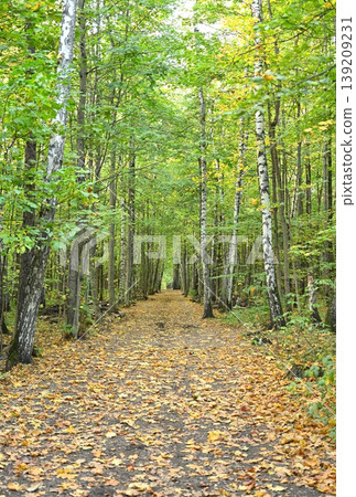 A forest path through a birch grove A forest path through a birch grove 139209231