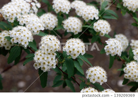 Spiraea thunbergii Spiraea thunbergii 139209369