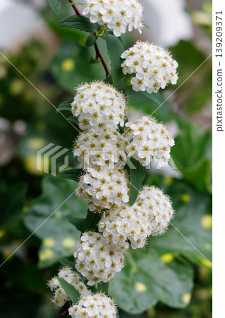 Spiraea thunbergii Spiraea thunbergii 139209371