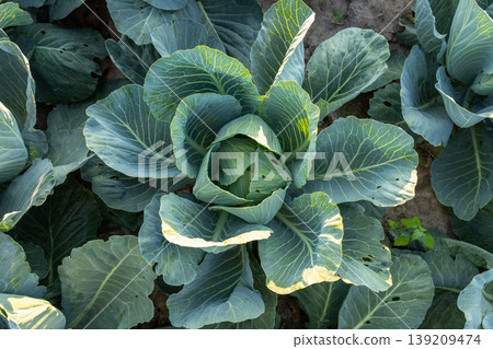 Cabbage plants are growing in a field under sunlight. Leaves are bright and healthy, showing signs of growth and development 139209474