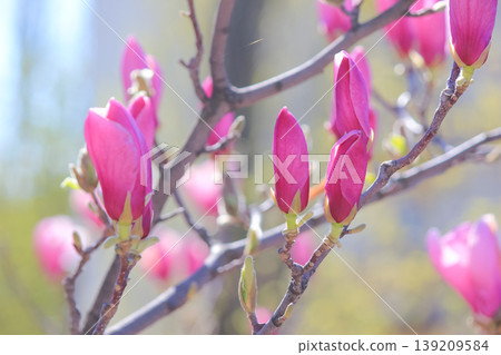 Close up of beautiful pink saucer magnolia flower buds blooming in a sunny spring garden scene Close up of beautiful pink saucer magnolia flower buds blooming in a sunny spring garden scene 139209584