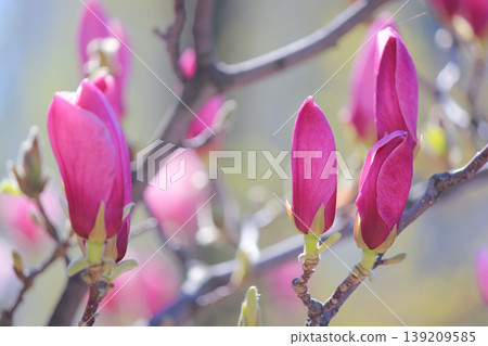 Close up of beautiful pink saucer magnolia flower buds blooming in a sunny spring garden scene Close up of beautiful pink saucer magnolia flower buds blooming in a sunny spring garden scene 139209585