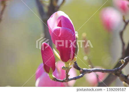 Close up of beautiful pink saucer magnolia flower buds blooming in a sunny spring garden scene Close up of beautiful pink saucer magnolia flower buds blooming in a sunny spring garden scene 139209587