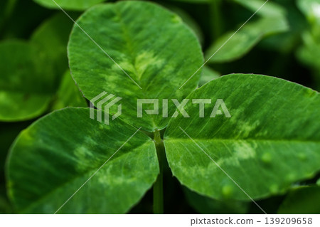 一張鮮豔翠綠的三葉草的特寫。 139209658
