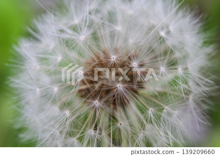 Dandelion fluff captured with macro photography Dandelion fluff captured with macro photography 139209660