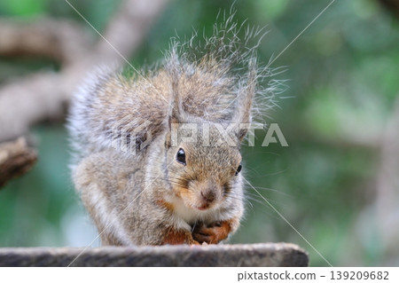 Japanese monkeys Japanese monkeys 139209682