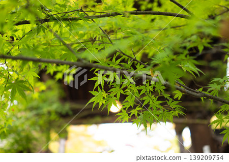 Autumn leaves in Nagano Autumn leaves in Nagano 139209754