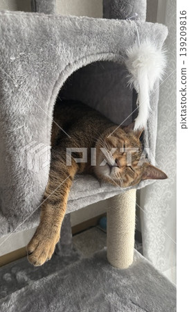 Kijitora 貓在貓塔中放鬆 139209816