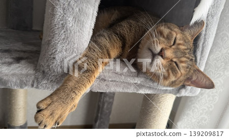 Kijitora 貓在貓塔中放鬆 139209817