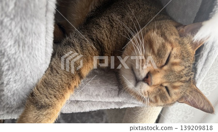 Kijitora 貓在貓塔中放鬆 139209818