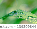Raindrops resting on leaves after the rain 139209844