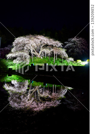Nakajima's Jizo cherry tree 139209852