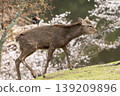 Deer in Nara Park 139209896