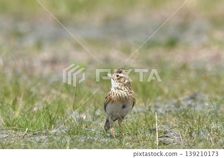 Lark Lark 139210173