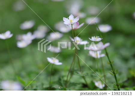 A field of lilies in Katla Valley, Mount Kongo A field of lilies in Katla Valley, Mount Kongo 139210213