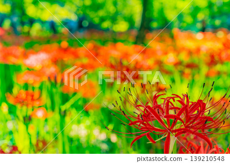 (Hidaka City, Saitama Prefecture) Spider lilies at Kinchakuda Manjushage Park 139210548