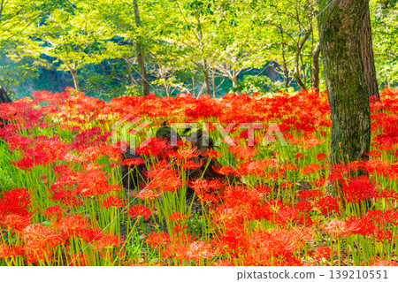 (埼玉縣日高市)錦繡田萬壽菊公園的彼岸花 (埼玉縣日高市)錦繡田萬壽菊公園的彼岸花 139210551