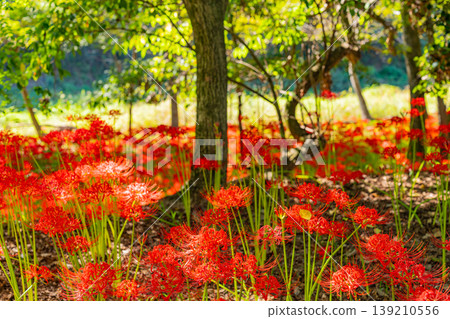 (Hidaka City, Saitama Prefecture) Spider lilies at Kinchakuda Manjushage Park (Hidaka City, Saitama Prefecture) Spider lilies at Kinchakuda Manjushage Park 139210556