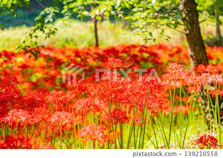(埼玉縣日高市)錦繡田萬壽菊公園的彼岸花 (埼玉縣日高市)錦繡田萬壽菊公園的彼岸花 139210558