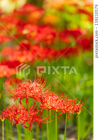 (Hidaka City, Saitama Prefecture) Spider lilies at Kinchakuda Manjushage Park 139210579