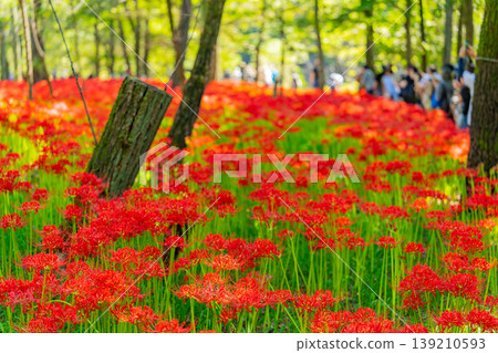 （埼玉縣日高市）錦繡田萬壽菊公園的彼岸花 139210593