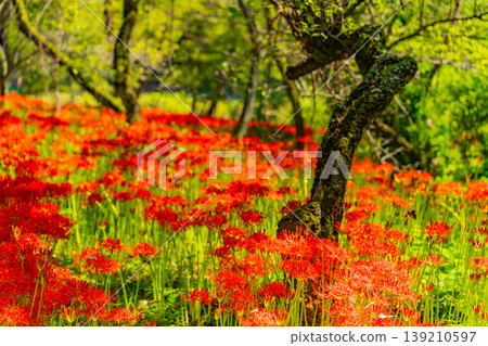 (埼玉縣日高市)錦繡田萬壽菊公園的彼岸花 (埼玉縣日高市)錦繡田萬壽菊公園的彼岸花 139210597