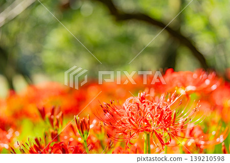 (Hidaka City, Saitama Prefecture) Spider lilies at Kinchakuda Manjushage Park (Hidaka City, Saitama Prefecture) Spider lilies at Kinchakuda Manjushage Park 139210598