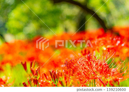 (Hidaka City, Saitama Prefecture) Spider lilies at Kinchakuda Manjushage Park 139210600