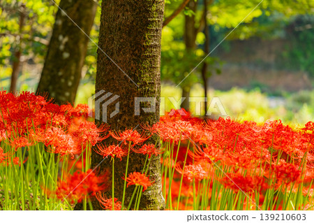 (Hidaka City, Saitama Prefecture) Spider lilies at Kinchakuda Manjushage Park (Hidaka City, Saitama Prefecture) Spider lilies at Kinchakuda Manjushage Park 139210603