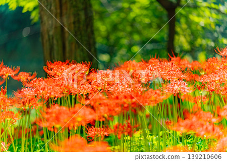 (Hidaka City, Saitama Prefecture) Spider lilies at Kinchakuda Manjushage Park (Hidaka City, Saitama Prefecture) Spider lilies at Kinchakuda Manjushage Park 139210606