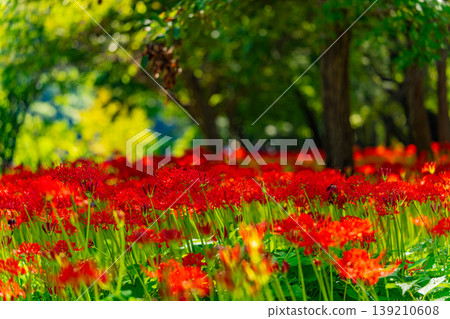 (Hidaka City, Saitama Prefecture) Spider lilies at Kinchakuda Manjushage Park 139210608