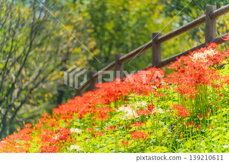 (埼玉縣日高市)錦繡田萬壽菊公園的彼岸花 (埼玉縣日高市)錦繡田萬壽菊公園的彼岸花 139210611