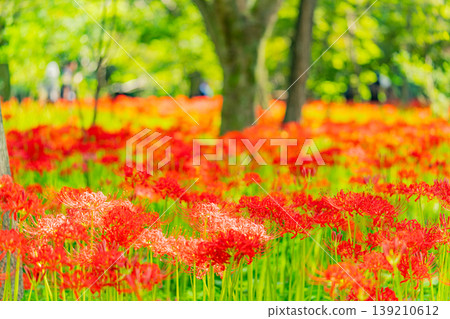 (Hidaka City, Saitama Prefecture) Spider lilies at Kinchakuda Manjushage Park (Hidaka City, Saitama Prefecture) Spider lilies at Kinchakuda Manjushage Park 139210612