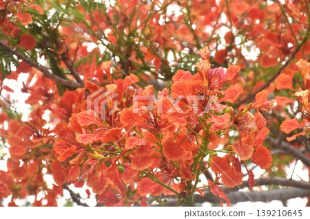 royal poinciana or flamboyant tropical red flower blooming making colorful summer in Thailand royal poinciana or flamboyant tropical red flower blooming making colorful summer in Thailand 139210645
