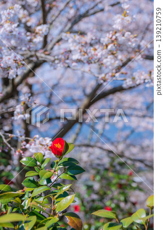 Spring camellias and cherry blossoms in the background [Ikeda Town, Kitaazumi District] 139210759